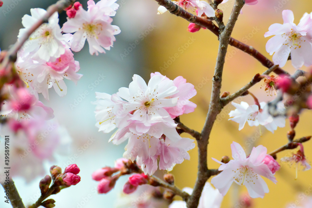 Obraz premium 早咲き桜