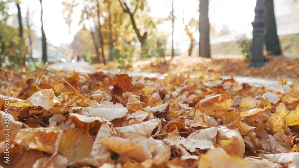 Falling dry yellow autumn leaves on the alley close-up. Slow motion Falling dry yellow autumn leaves on the alley close-up. Slow motion