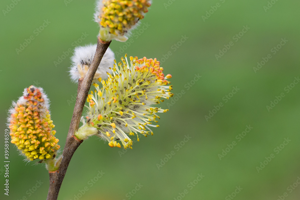 A close-up of a pussy willow branch with blossoming flowers. Macro. Spring. A close-up of a pussy willow branch with blossoming flowers. Macro. Spring.