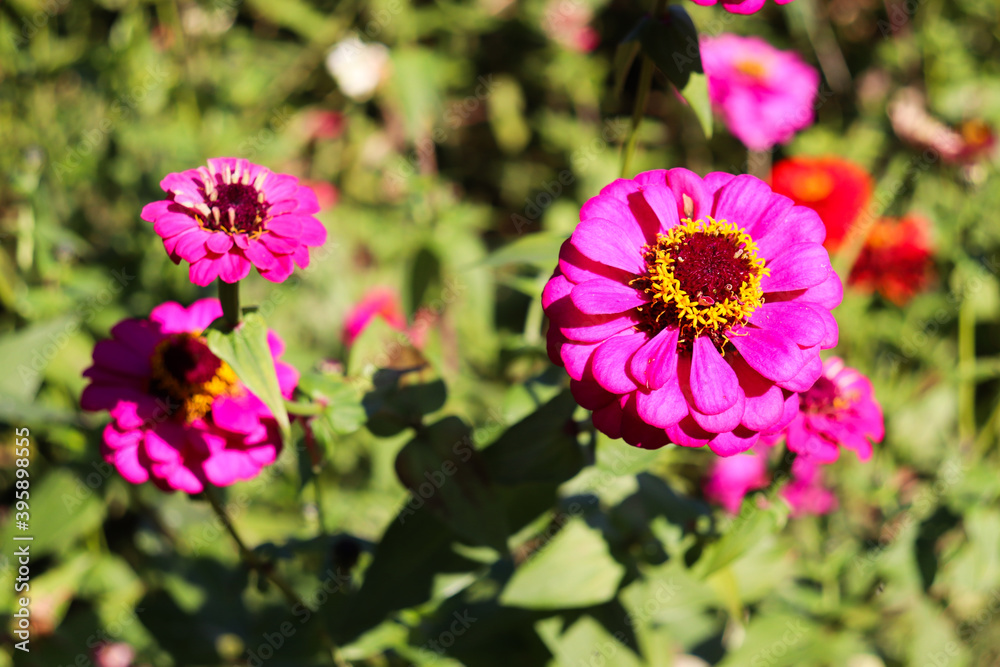 Obraz premium 花 花畑 秋 ジニア パープル 綺麗