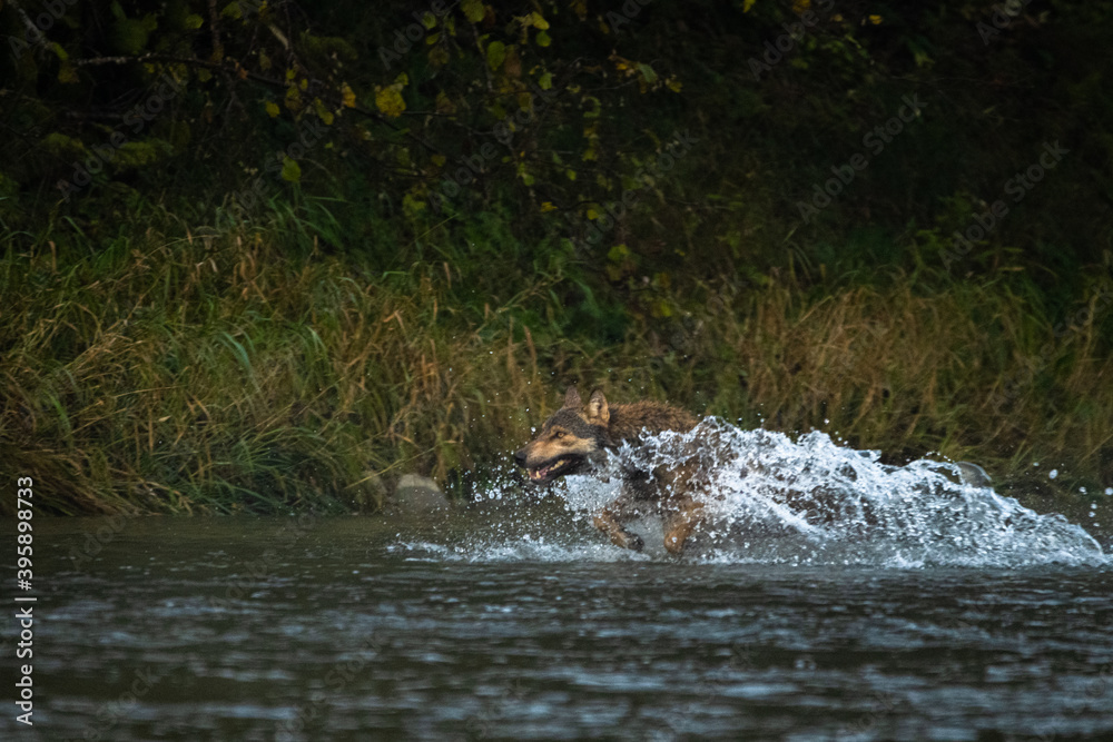 Fototapeta premium The Grey Wolf chasing the deer. Bieszczady, Carpathian Mountains. Poland.