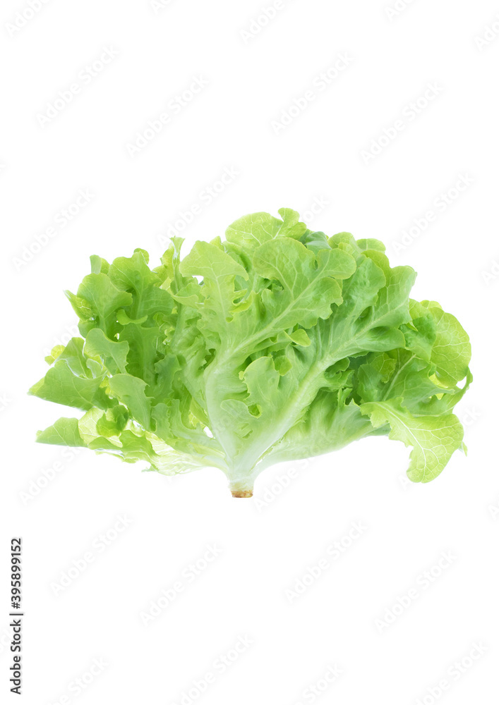 vegetable green oak plant raw material superfood isolate whitebackground clipping path vegetable green oak plant raw material superfood isolate whitebackground clipping path