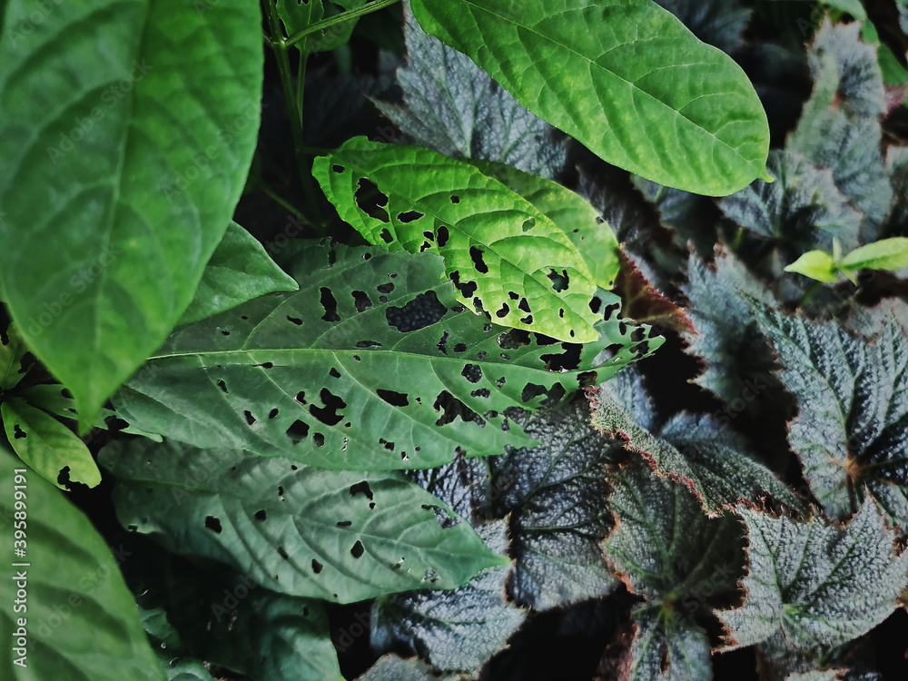 Close-up Damaged Leaves with Holes Eaten by Bugs Close-up Damaged Leaves with Holes Eaten by Bugs