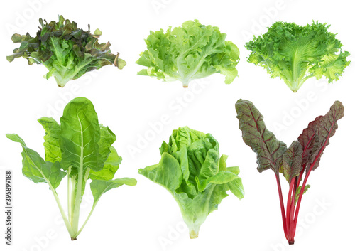 vegetable hydropronic plant raw material salad antioxidant superfood isolate white backgroung clipping path