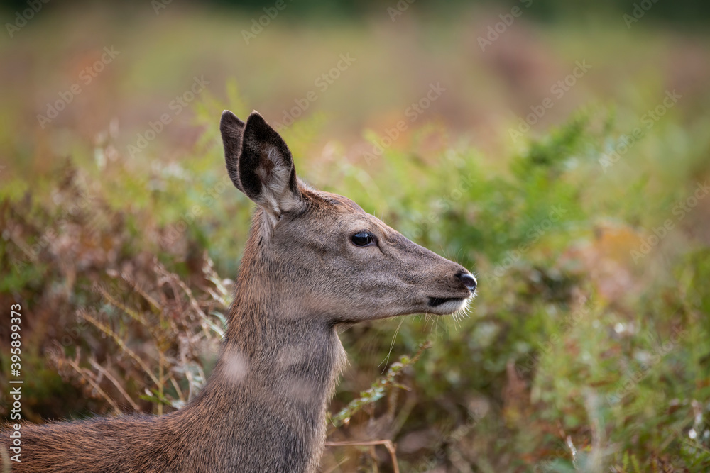 Beautiful image of red deer doe in vibrant gold and brown woodland landscape setting