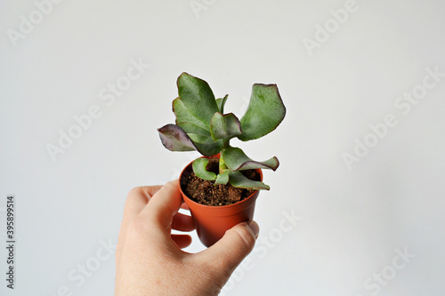 Hand holding crassula arborescens green house plant in small brown pot over white	 photo