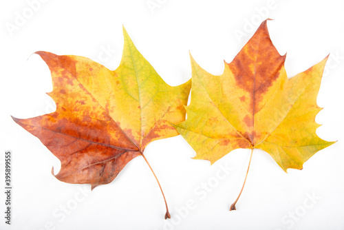 Autumn golden leaves picture