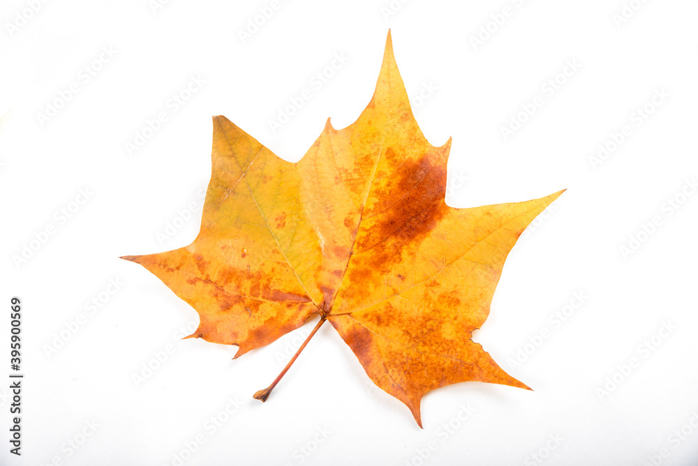 Obraz premium Autumn golden leaves picture