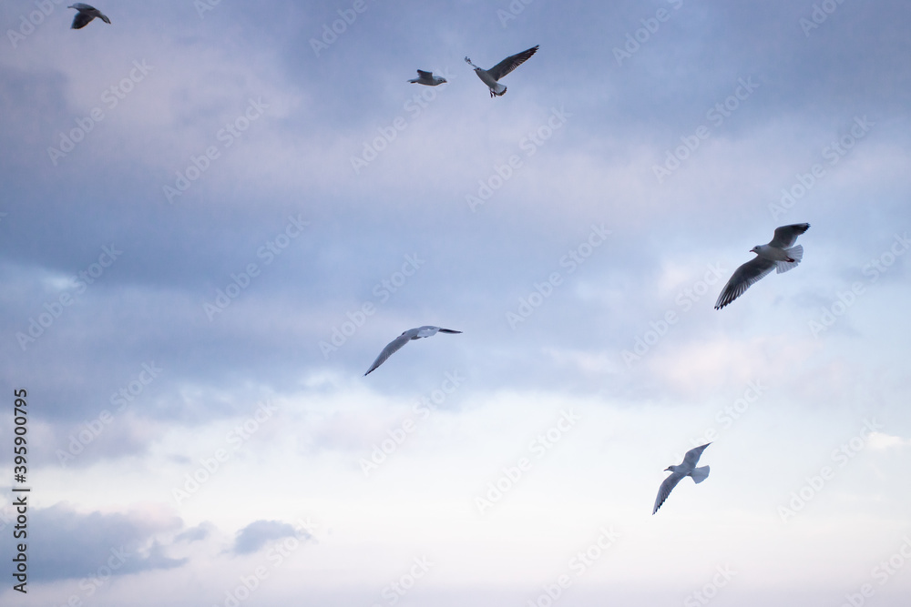 Fototapeta premium A flock of seagulls flying against the blue sky