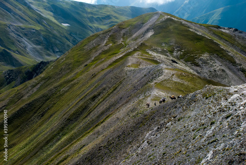 Horses on a mountain ridge during a trek in Tusheti, Georgia