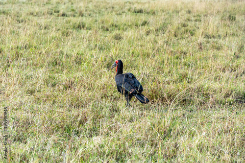 Vogel auf Safari in Nationalpark Masai Mara, Kenia