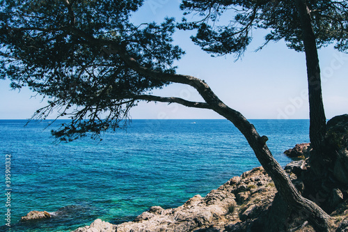 Close-up of a twisted tree on a beautiful seascape photo