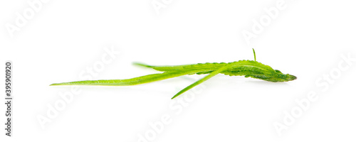 Green cannabis leaves an isolated on white background