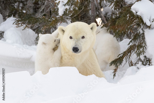 Polar bear mother (Ursus maritimus) with new born cub at den, playing together, Wapusk National Park, Manitoba, Canada. photo