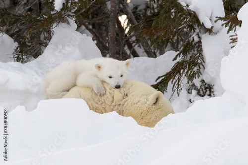 Polar bear mother (Ursus maritimus) with new born cub at den, playing together, Wapusk National Park, Manitoba, Canada.