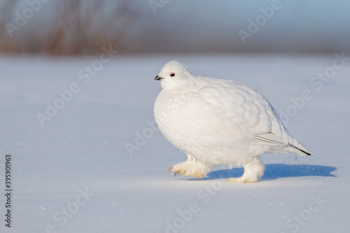 Willow Ptarmigan (Lagopus lagopus), walking in snow on tundra, Churchill, Manitoba, Canada.