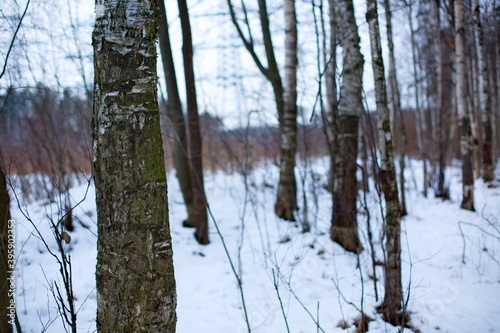 Birch tree stalks in snowy winter forest