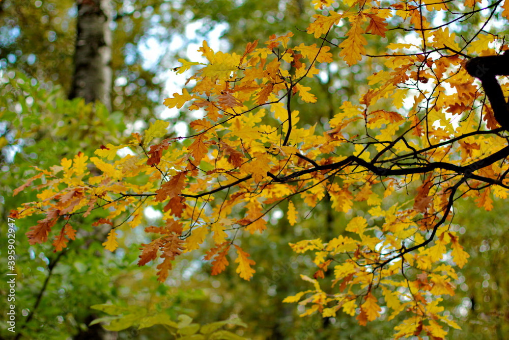 Fototapeta premium Bright yellow and green autumn leaves close up against bokeh background