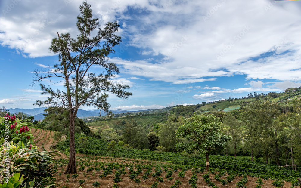 coffee plantation on the slopes of the Poas volcano coffee plantation on the slopes of the Poas volcano
