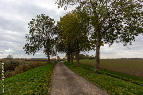 Fields and trees in Oostwaard of Biesbosch in The Netherlands