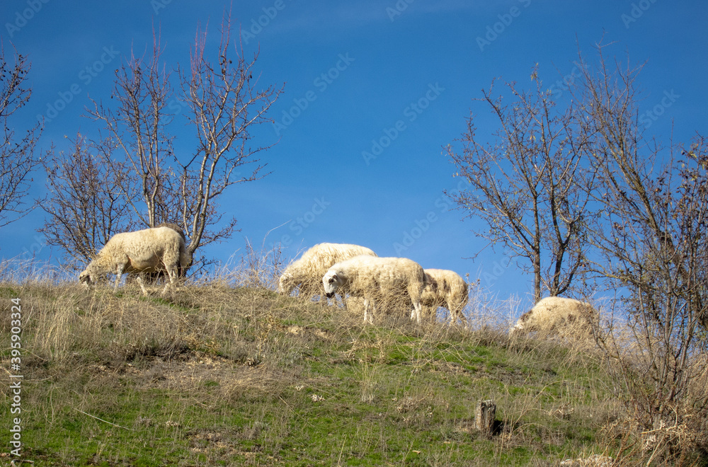 Obraz premium Ovejas españolas en un campo de la sierra con buen tiempo