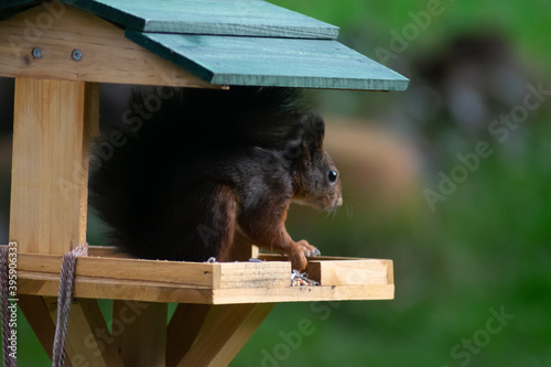 Eichhörnchen