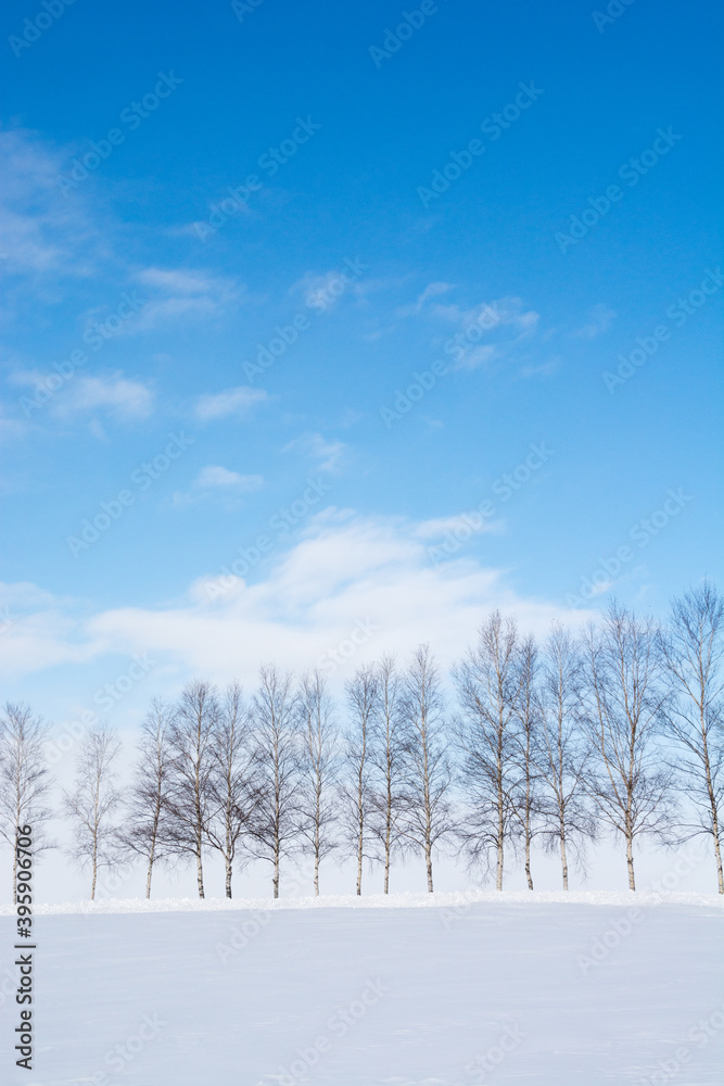 雪の丘の上のシラカバ並木と青空 雪の丘の上のシラカバ並木と青空