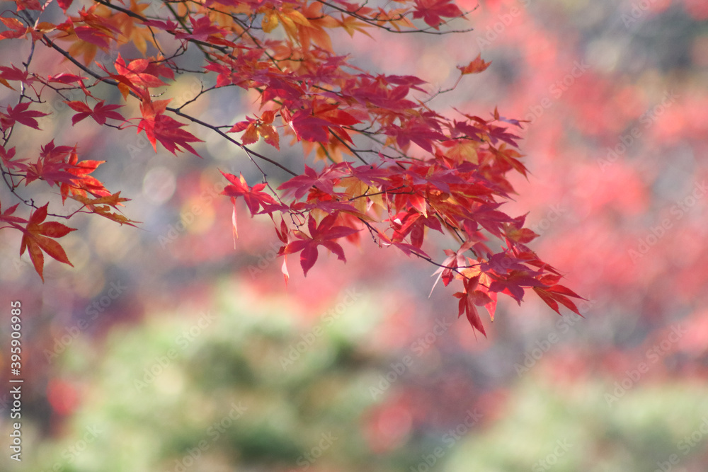 red autumn leaves red autumn leaves