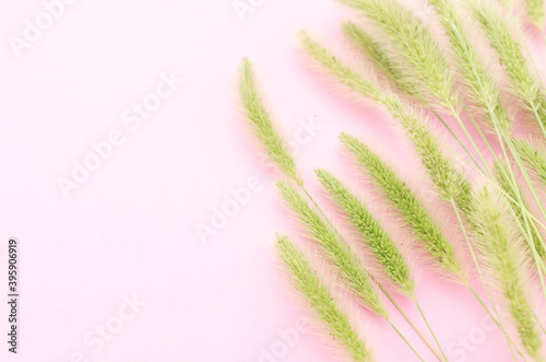 Still life closeup of green pennisetum plants on pink background photo