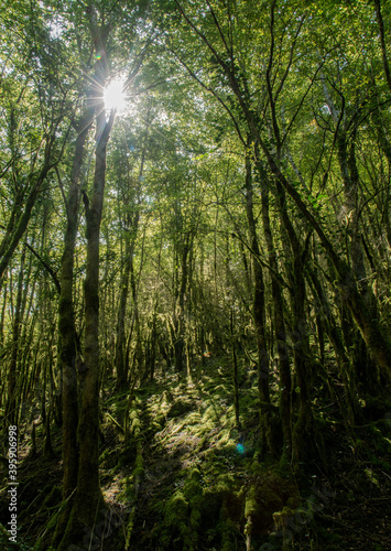 Forêt moussue à Serrières-dur-Ain, France © Jorge Alves