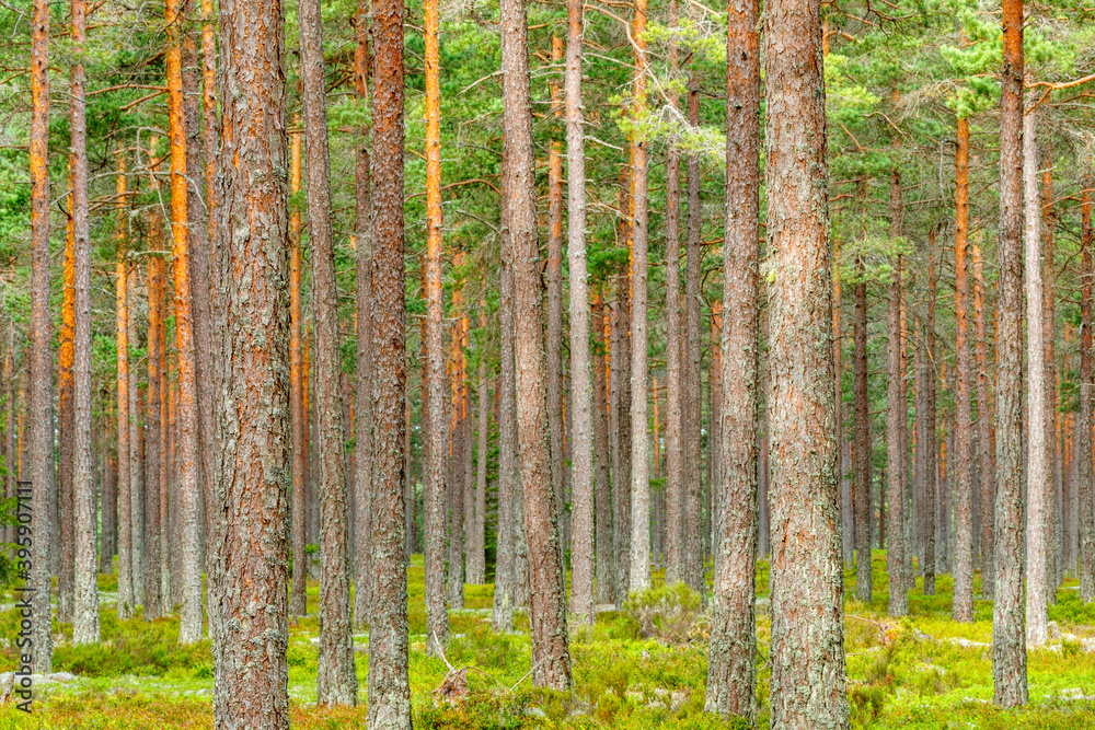 Obraz premium Lot of Pine tree trunks in a woodland