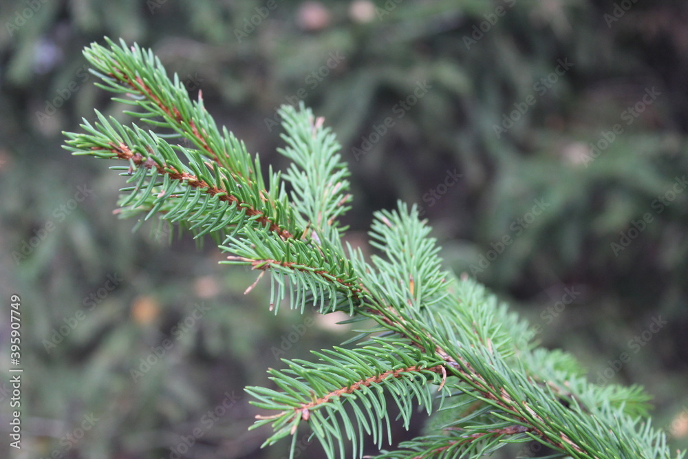 Pine needles photo Pine needles photo