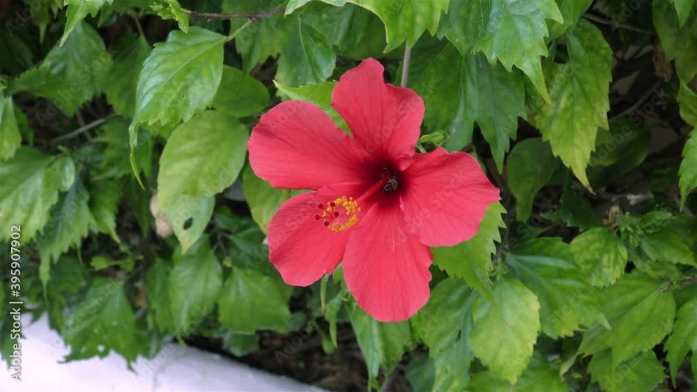 Blooming hibiscus. Close-up of a blooming hibiscus flower. Blooming hibiscus. Close-up of a blooming hibiscus flower.