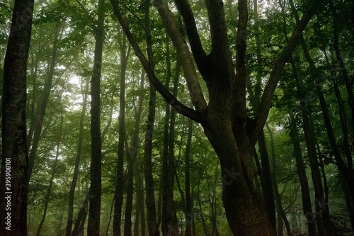 Fresh green forest / Shirakami Mountains in Aomori Prefecture / Beech forest in Japan photo