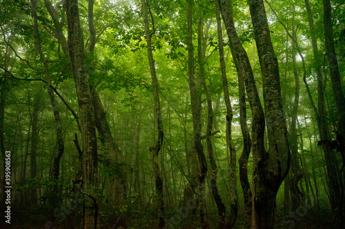 Fresh green forest / Shirakami Mountains in Aomori Prefecture / Beech forest in Japan photo