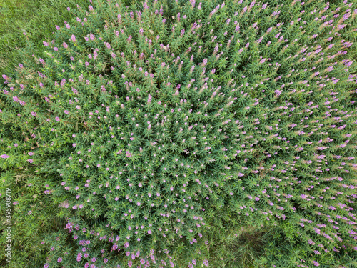 Field with pink flowers, Ivan tea. Photo from the drone. Concept, vacation, walk, summer