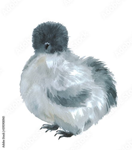 Cute watercolor chicken on a white background. Furry Farm Animals. Illustrations for your design