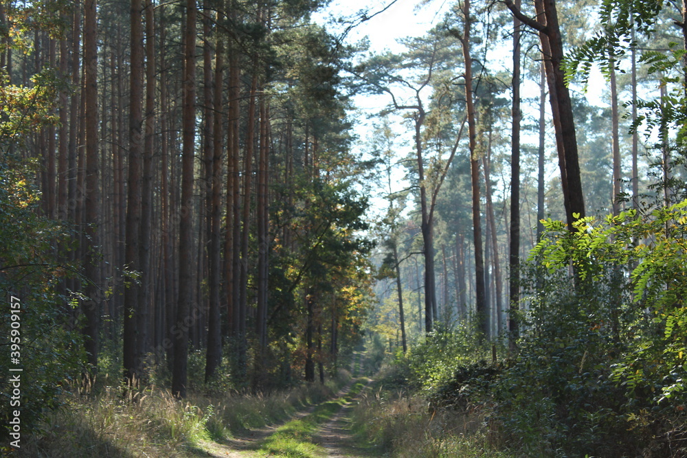 Footpath in the forest photo