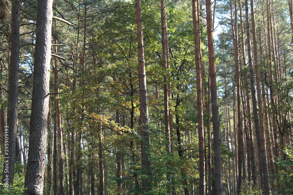 Obraz premium Forest photo