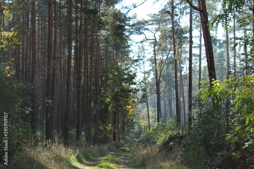 Footpath in the forest photo