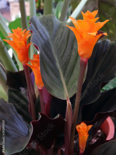 Four calathea crocata flowers with theirs leaves close-up focused on foreground. This is orange flowers. photo