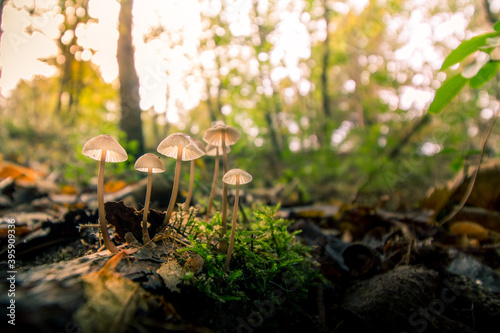 Autumn mushroom