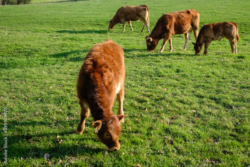 Un troupeau de vaches qui broutent dans un pré. Un troupeau de vaches qui broutent dans un pré.
