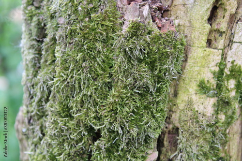 Moss on tree photo