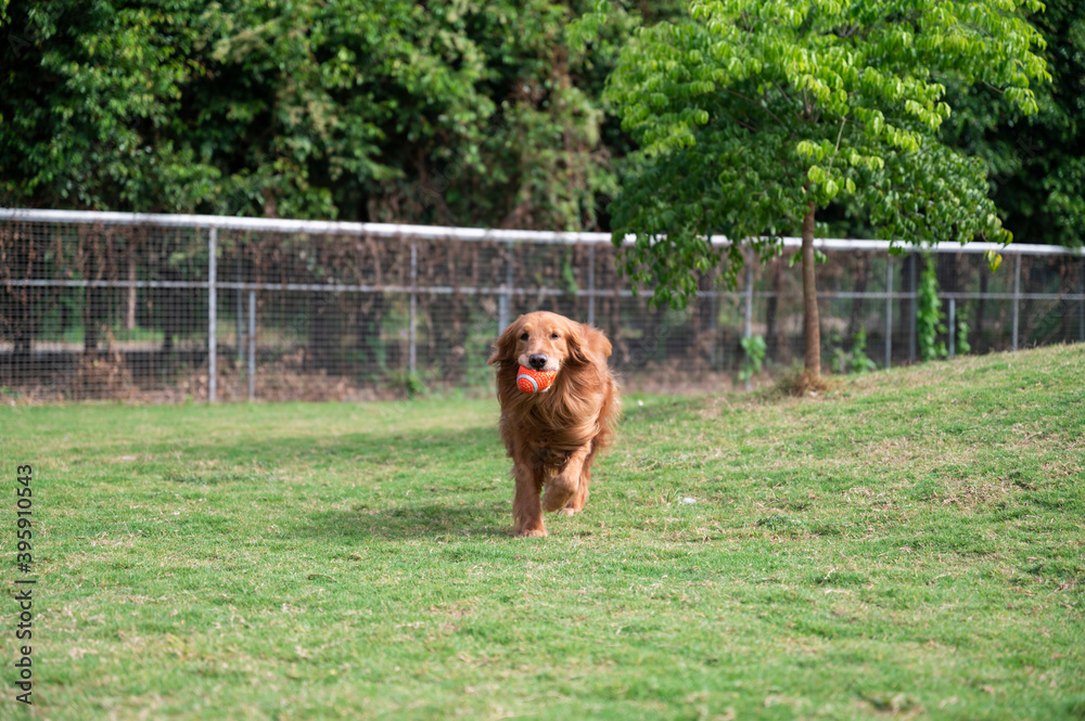 Fototapeta premium Golden Retriever running on the grass holding a toy