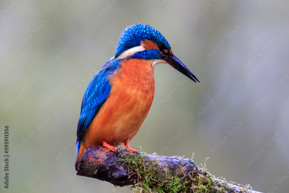 Fototapeta premium Tree branch with hunting kingfisher