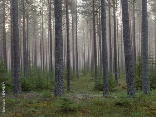 Pine and spruce tree in a foggy forest before the sunrise © Conny Sjostrom