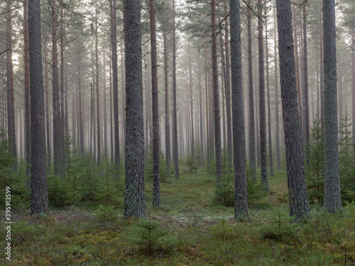 Pine and spruce tree in a foggy forest before the sunrise