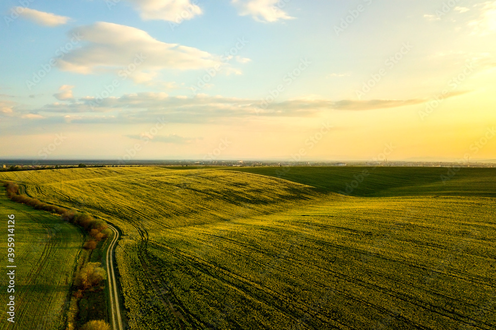 Aerial view of bright green agricultural farm field with growing rapeseed plants and cross country dirt road at sunset.