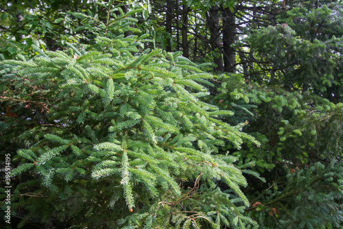 Εκτύπωση καμβά Pine Tree In Forest